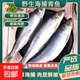 新鮮海捕青魚(yú) 鮮活速凍 肉質(zhì)鮮嫩 營(yíng)養(yǎng)豐富 鯡魚(yú) 2000g/袋