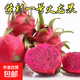 火龍果樹(shù)苗紅心火龍果苗四季庭院陽(yáng)臺盆栽地栽南北方種植果樹(shù)苗 紫衫一號火龍果【6年苗結果多】