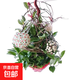 金邊金心吊蘭盆栽室內陽(yáng)臺四季常青客廳桌面水培垂吊真花卉綠植物 球蘭（原盆原土）+掛鉤