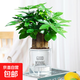 2025新款發(fā)財樹小盆栽花卉辦公室內(nèi)水培綠植物旺宅盆景四季好養(yǎng)活 【主圖款】三桿優(yōu)質(zhì)發(fā)財樹（早安盆）