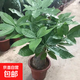 發(fā)財樹(shù)盆栽植物室內辦公室好養綠植水培小盆栽客廳大盆景四季常青 粗獨桿發(fā)財樹(shù)40-50cm高(原土不帶盆) 不含盆