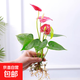 春羽盆栽植物水培如意皇后觀葉綠植鴨腳木金鉆盆栽竹柏小紅掌 小紅掌1株
