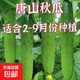 水果黃瓜種子高產(chǎn)壓趴架四季盆栽春秋黃瓜種旱籽大棚陽臺蔬菜種子 原裝正品唐山秋瓜種子約50粒 1包