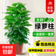 大葉綠蘿柱盆栽辦公室大型綠植物室內(nèi)除甲醛神器百搭好養(yǎng)活 大葉綠蘿柱1.4-1.5米原盆