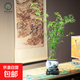 【觀音竹盆景】米竹客廳辦公植物綠中式竹子觀賞盆栽意境綠植花卉 水墨畫盆觀音竹高60-70+底座
