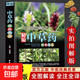 中草藥彩圖大全書(shū)精編中國藥典中藥原色圖譜正版圖鑒圖譜中國藥材圖鑒中醫學(xué)書(shū)籍中藥材大全常用中草藥識別應用原色圖片中醫學(xué)書(shū)籍 中草藥彩圖大全書(shū)