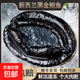 榭巢金選新西蘭黑金鮑魚(yú)1-1.2斤/只 鮮活速凍 帶殼刺身級即食進(jìn)口 凈重500-600g/頭
