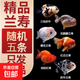 精品大型蘭壽金魚(yú)冷水觀賞魚(yú)苗熱帶淡水魚(yú)活體藍(lán)瘦大號(hào) 4-7cm蘭壽顏色隨機(jī)5條