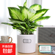 瑪麗安萬(wàn)年青盆栽特級大盆銀皇后綠植花卉室內客廳四季常青好養活 【特A級】大盆萬(wàn)年青[大浪琴陶瓷盆]