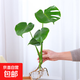 開背龜背竹水培室內(nèi)客廳綠植盆栽四季好養(yǎng)辦公室桌面水養(yǎng)植物花卉 精品龜背竹一顆（3-4片葉子） 整體（高50-60cm）（帶吊卡）