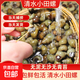 微山湖清水田螺新鮮螺螄無(wú)泥無(wú)沙漁民捕撈活體發(fā)貨 清水田螺 1.5kg 剪尾發(fā)貨