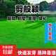 進(jìn)口草坪草籽四季常青狗牙根黑麥草剪股穎高羊茅庭院綠化護(hù)坡種子 剪股穎凈籽 500克