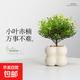小葉赤楠桌面招財(cái)辦公室內(nèi)小盆栽綠植四季常青凈化空氣好養(yǎng)植物 小葉赤楠（小奶油四方泡泡陶瓷盆）+樹(shù)脂托盤(pán) 帶盆栽好