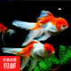 風水魚金魚活魚觀賞魚小金魚活體魚苗招財魚小苗魚淡水魚冷水魚小 【六六大順】6條5-8CM紅白金魚