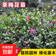 茶梅花苗盆栽花卉室內綠植物四季好養月季花桂花樹(shù)苗庭院盆景植物 茶梅苗冠幅15cm高30cm-40cm1棵 不含盆/送1包肥料
