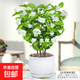茉莉花苗盆栽四季開(kāi)花帶花苞老樁驅(qū)蚊水培梔子花卉綠植物室內(nèi)好養(yǎng) 茉莉苗5-7株+【白花瓣瓷盆】 高度30-40cm