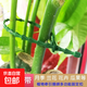 植物固定藤條綁扎帶重復使用可調節(jié)可拆卸多用途園藝扎絲魚骨扎帶 綠色11.5cm長 5根