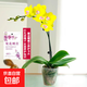 蝴蝶蘭盆栽帶花苞雙劍精品綠植高級感花卉苗多季開花 送掛件卡片 甜格格蝴蝶蘭【帶花苞】