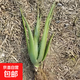 美容院庫拉索蘆薈苗盆栽多肉植物美容灌膚補水食用室內(nèi)外花卉綠植 庫拉索四年苗