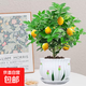 檸檬樹(shù)苗  陽(yáng)臺盆栽綠植花卉耐寒四季植物辦公室盆栽 香水檸檬樹(shù)+草花陶瓷盆+陶粒