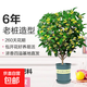 桂花樹(shù)苗庭院嫁接桂花盆栽室內綠植濃香型盆景四季桂花樹(shù)植物好養 精選5年老樁65cm當年開(kāi)花 育苗袋
