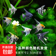神仙魚燕魚小型熱帶魚活體秘魯熊貓神仙紅頭三色白神仙七彩神仙魚 2-3cm神仙魚隨機品種2條