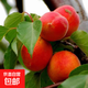 杏子樹(shù)苗嫁接果樹(shù)苗木特大甜杏子苗庭院陽(yáng)臺盆栽地栽南方北方種植 貴妃杏5年苗【當年結果】