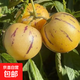 新緣云南石林新鮮現(xiàn)摘人參果孕婦特大果單果120克起-新緣 石林人參果單果120克起帶箱1斤
