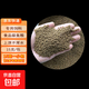 天使魚 觀賞魚寵物招財魚飼料次日達小型好養(yǎng)耐活專用魚糧淡水魚 【天使魚專用飼料1包】15g