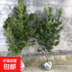 羅漢松樹(shù)苗小葉羅漢松雀舌米葉羅漢松盆景苗造型樹(shù)綠化苗木 羅漢松1cm粗1顆
