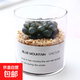 多肉植物仙人掌盆栽室內(nèi)肉肉仙人球小盆栽開(kāi)花可愛(ài)桌面綠植 冰燈玉露+玻璃盆+黃金砂+營(yíng)養(yǎng)土 含盆