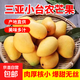 小臺(tái)農(nóng)芒果新鮮小臺(tái)芒當(dāng)季特產(chǎn)水果  輕微花皮半熟果發(fā)貨 臺(tái)芒帶箱1斤單果70克以上