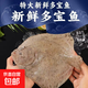 多寶魚(yú)新鮮鮮活冷凍大比目魚(yú)偏口魚(yú)八寶魚(yú)大菱鲆扁口魚(yú) 多寶魚(yú) 600g -700g