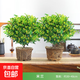 米蘭花盆栽花卉植物室內(nèi)陽(yáng)臺(tái)花帶花苞濃香好養(yǎng)易活老樁樹(shù)盆景綠植 2盆五年壯苗米蘭花原土發(fā)貨 帶盆栽好