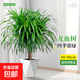 龍血樹(shù)客廳綠植多頭龍須樹(shù)龍鐵樹(shù)客廳綠植室內大型龍血樹(shù)植物盆栽 龍血樹(shù)-單桿多頭80-90cm[菱形樹(shù)脂盆]