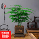 【帶盆高度20-30CM】文竹桌面盆栽辦公室內(nèi)美觀懶人綠植好養(yǎng)植物 文竹+古風(fēng)樹脂花盆+底座+陶粒