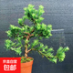 金鉆雀舌羅漢松老樁造型盆景迎客松室內(nèi)室外綠植庭院別墅四季常青 7年造型羅漢松