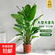 天堂鳥盆栽客廳大型綠植高級感客廳室內(nèi)辦公室鶴望蘭植物盆景好養(yǎng) 原膠盆（運輸中易開裂） 1.2-1.4米（5-7顆苗）