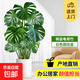 龜背竹老樁觀葉植物辦公室內(nèi)客廳大盆栽綠植物大型綠植盆景好養(yǎng)活 叢生龜背竹0.8-1m[圓柱樹脂盆]