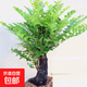 小葉紫檀盆栽盆景樹(shù)樁綠植物室內客廳桌面四季常青綠植樹(shù)苗老樁 獨桿小葉紫檀【2cm粗】