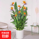 富貴鳥(niǎo)帶花盆栽鶴望蘭客廳室內(nèi)大型綠植辦公室四季花卉植物 富貴鳥(niǎo)含白圓形樹(shù)脂盆【1-1.2米】 帶盆栽好