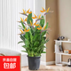富貴鳥帶花盆栽鶴望蘭客廳室內(nèi)大型綠植辦公室四季花卉植物 富貴鳥含原盆【1-1.2米】 帶盆栽好