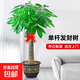 發(fā)財樹(shù)盆栽大棵室內擺客廳大型步步高招財樹(shù)綠植物辦公室喬遷開(kāi)業(yè) 精品獨桿發(fā)財樹(shù)1.4-1.6m[福字盆]