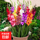 劍蘭種球唐菖蒲十三太保庭院陽(yáng)臺盆地栽多年生球根花卉綠植物盆栽 混色【劍蘭種球10顆】掌柜推薦
