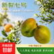河北香梨新梨七號精品大果甘甜可口特級香梨新航線 2斤箱裝（含箱重）