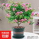 紫薇花盆栽植物樹(shù)室內陽(yáng)臺庭院觀(guān)花四季好養百日紅耐熱老樁樹(shù)苗 紫薇花+加侖盆