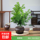 蓬萊松盆栽植物室內(nèi)老樁花卉綠植招財(cái)水培好養(yǎng)活客廳迎客松小盆景 蓬萊松五年苗+高山陶瓷盆 帶盆栽好