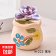 多肉植物室內(nèi)小盆栽大顆好養(yǎng)陶瓷盆組合仙人掌球綠植花卉品種陽臺 花盆222+紫樂