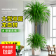 龍血樹(shù)客廳綠植多頭龍須樹(shù)龍鐵樹(shù)客廳綠植室內(nèi)大型龍血樹(shù)植物盆栽 龍血樹(shù)雙層1.3-1.4m[梯形樹(shù)脂盆]