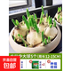 水仙花種球盆栽水養(yǎng)綠植花卉四季耐寒陽臺好養(yǎng)易活水培植物 水仙中大球5個【周長12-15cm】 12+